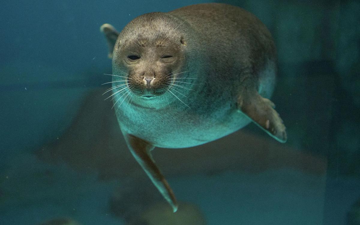 Зов смерти